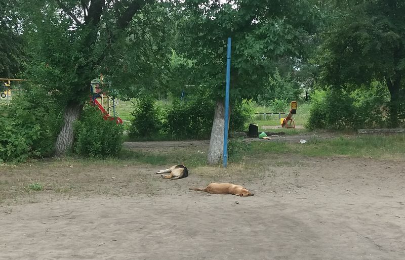     -      ,  