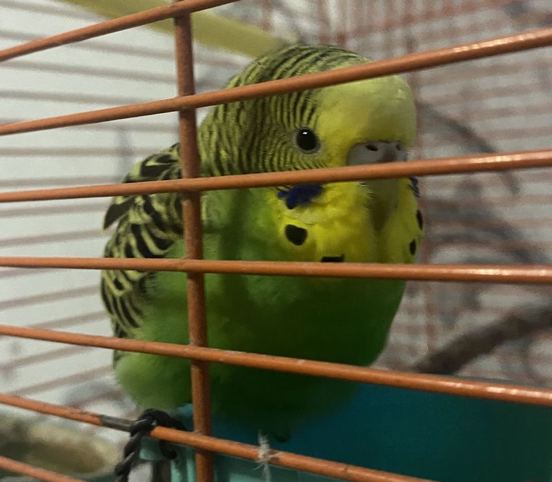         ,    