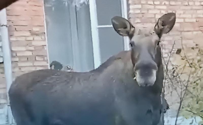         :      