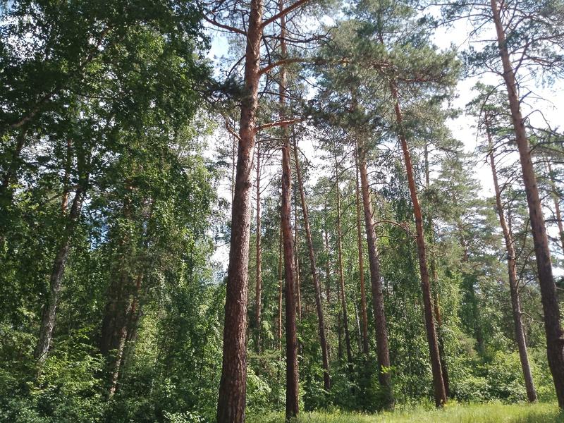 «Мины замедленного действия» оставляют отдыхающие в лесах Сызрани