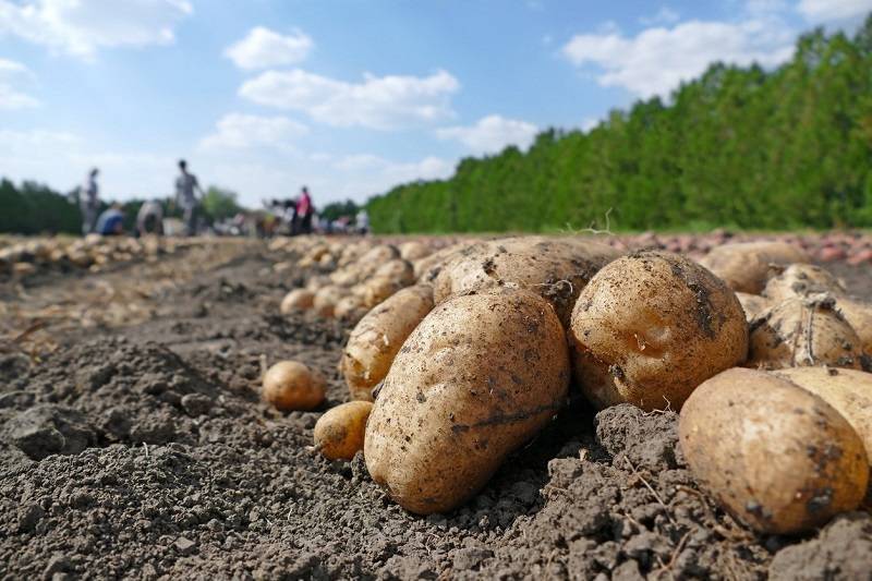 Местный - вкуснее: дешевый картофель появится в России не раньше лета