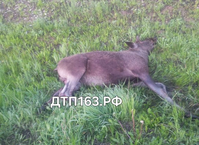 В Самарской области водитель автомобиля JAC сбил лося