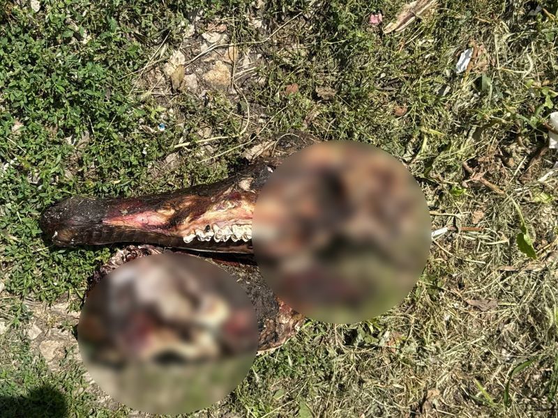 Жители Сызрани обнаружили во дворе домов череп и вспомнили чупакабру