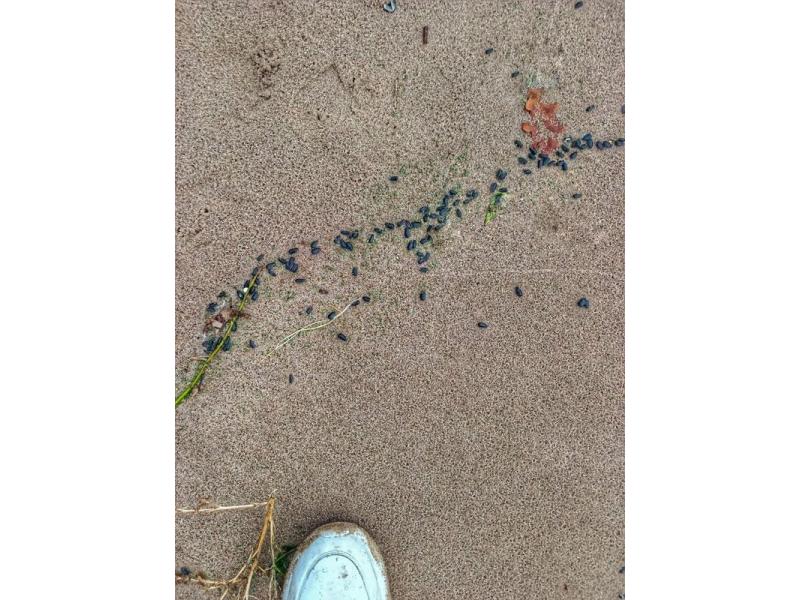 В Самарской области берег Волги оказался усыпан семечками