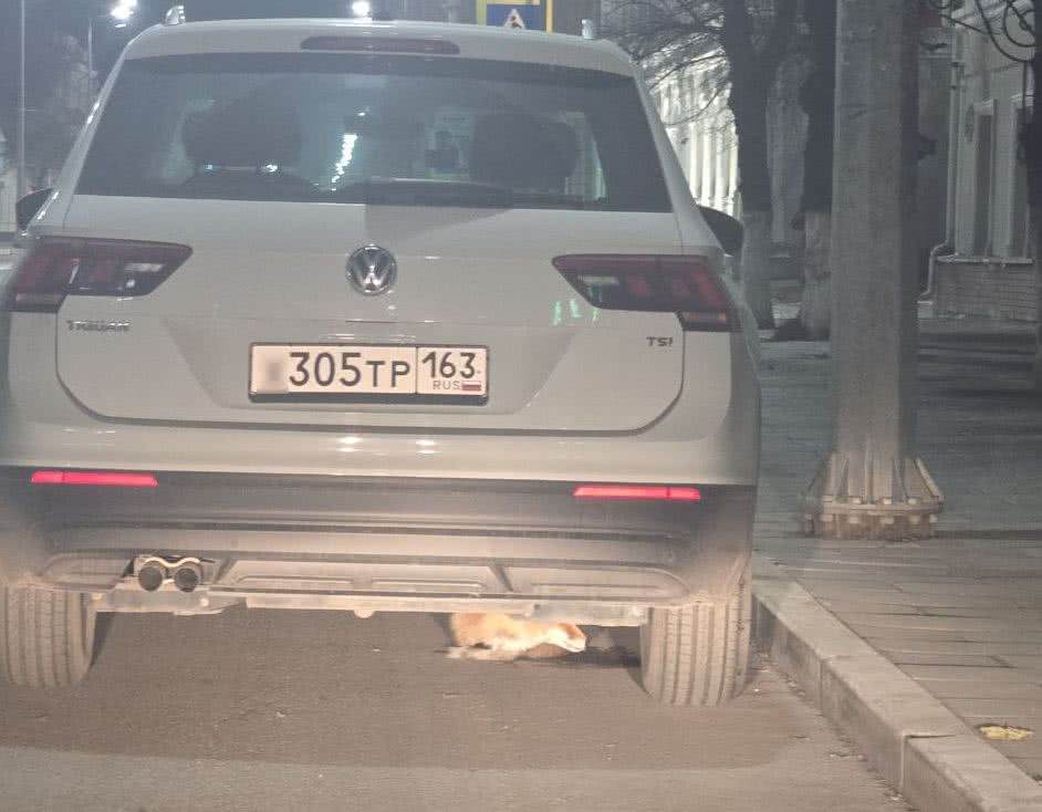 В центре Сызрани вновь замечена лиса