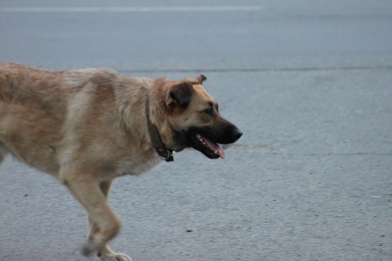 В 2026 году в Сызрани будут ловить по полторы собаки в день