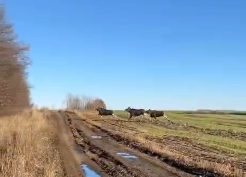 Под Сызранью лоси устроили массовый побег от своих дам в чащу леса