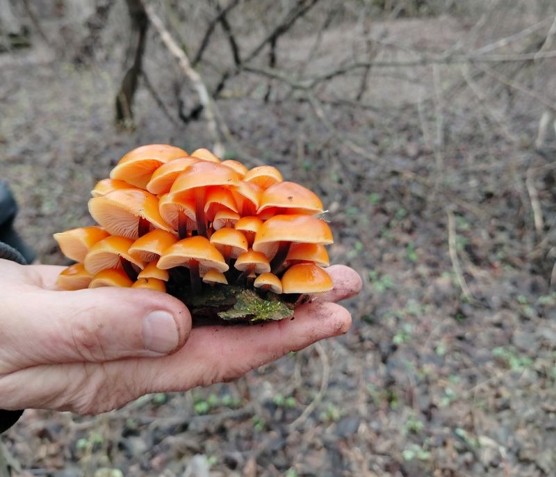 «Приехали, а там бинго!» Жительница Самарской области поделилась в сети фото шикарных грибов