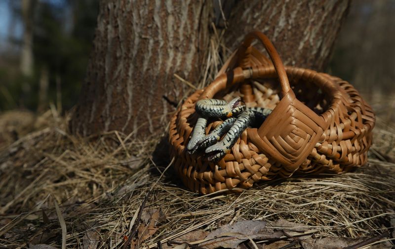 Будет что вспомнить! В лесу бывают неожиданные встречи и находки